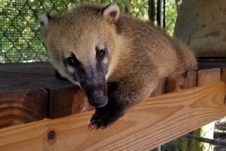 Coco From the St. Augustine Wildlife Reserve