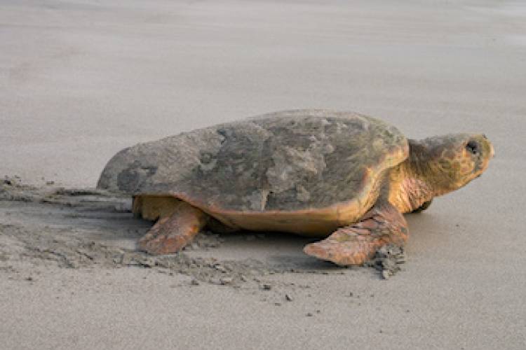 mother sea turtle