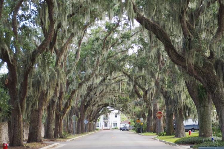 Trees draping over Water Street in St. Augustine