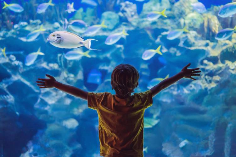 little kid at aquarium
